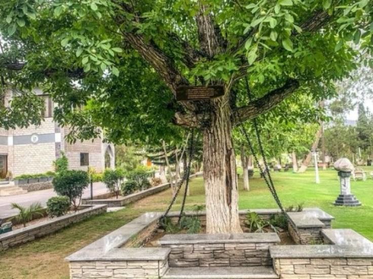  Hibsga Olingan Daraxt Zarnews uz