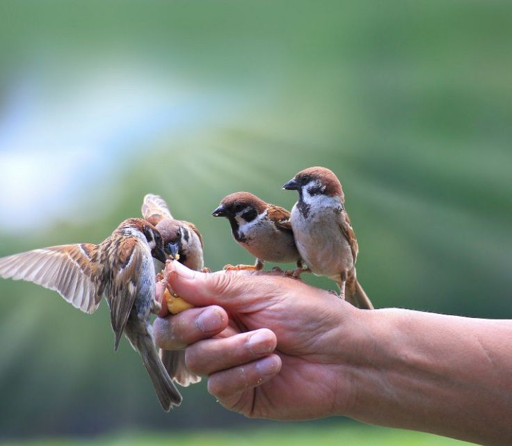 Karina Kapur jinsiy oyoqlari