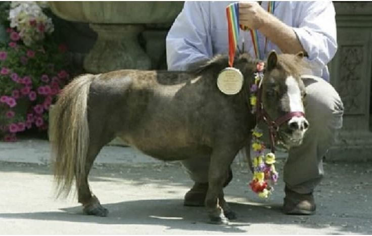 Yosh qizning tukli mushuk surati Qulupnay erotik