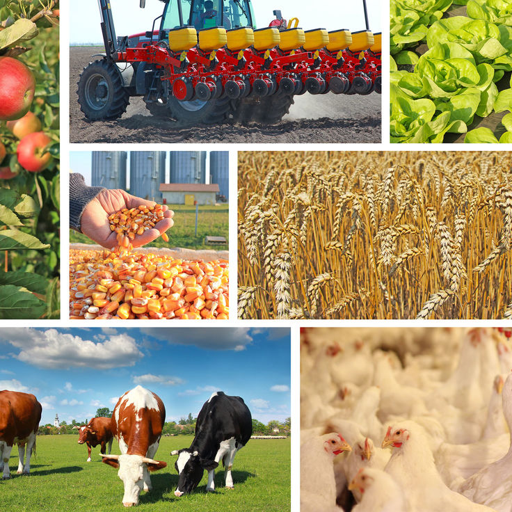 Камерун промышленность. Аграрные страны список. Развивающиеся аграрные страны. Развивающиеся аграрные страны. Характеристика экономического развития страны.