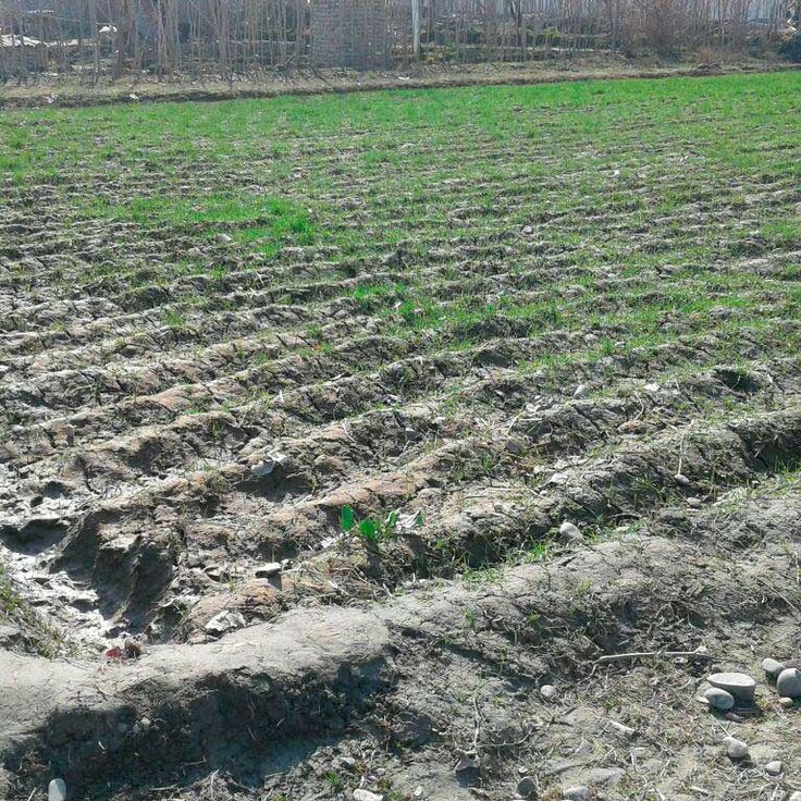 Lera Kozlovaning pornografik Ranetki