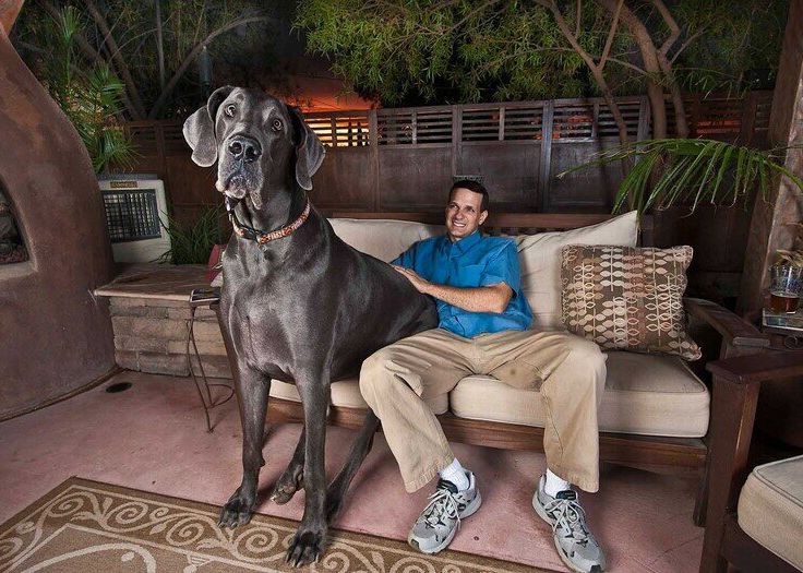 Mashhur ayollar porno soxta