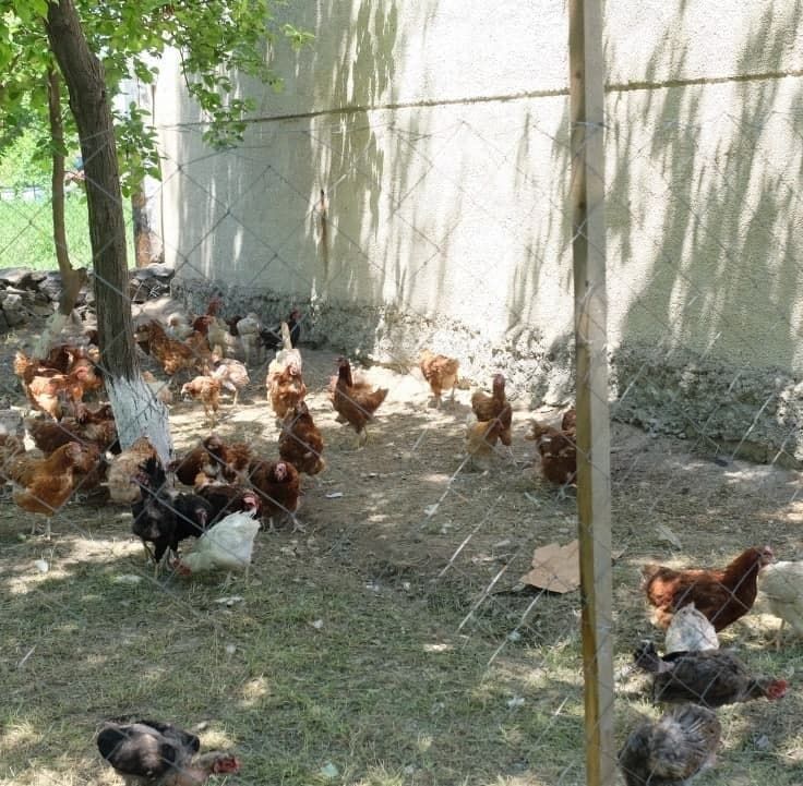 Tortta porno filmlar