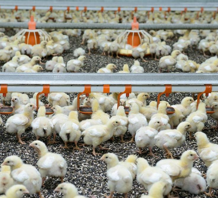 Jinsiy aloqa yigit qizni uxlatib qoydi va sikdi Katta mushuk porno