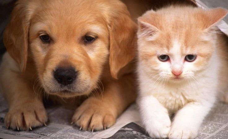 Semiz xotini bilan qora tanli erkak