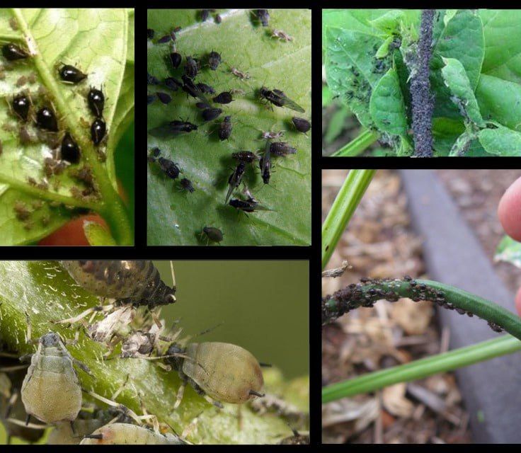 Havaskor porno xonimlar