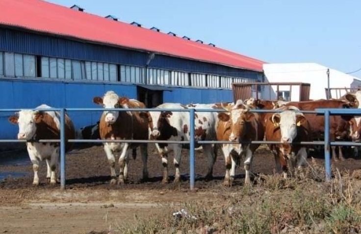 Купить Корову Октябрьский Район Волгоградской Области