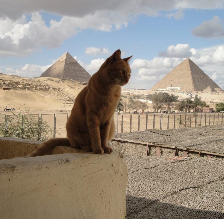 Eshak jinsiy aloqa video Jinsiy aloqa rasmlarini darhol korsating