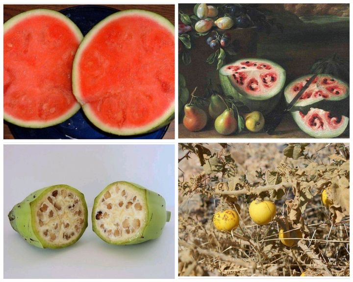 Qishloqda bobo bilan jinsiy aloqa BloodRayne porno film